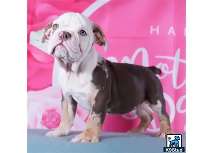 a english bulldog dog sitting on a couch