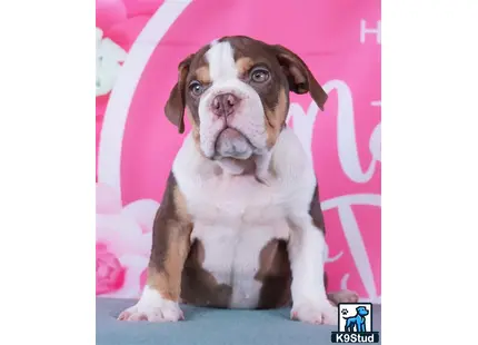 a english bulldog dog sitting on a couch