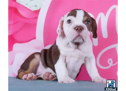 a english bulldog dog sitting on a couch