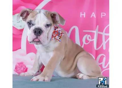 a english bulldog dog sitting on a bed