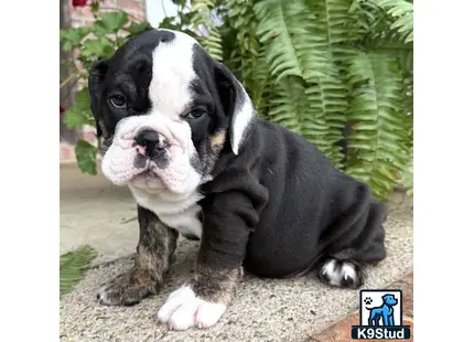a english bulldog puppy sitting on the ground
