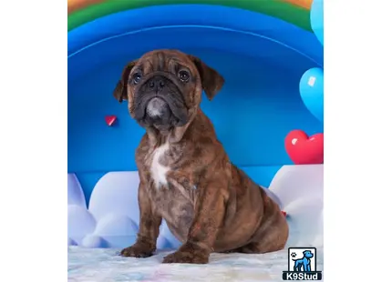 a english bulldog dog sitting on a bed