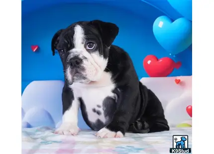 a black and white english bulldog puppy