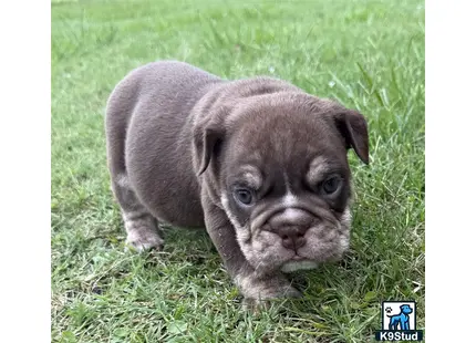 a english bulldog puppy lying in the grass
