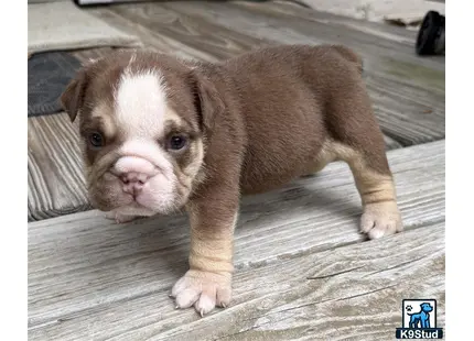 a brown and white english bulldog puppy