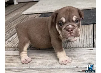 a brown english bulldog puppy on a wooden surface