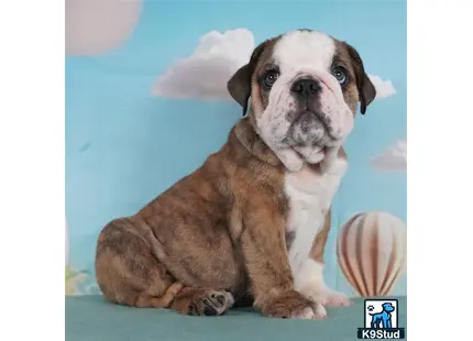 a english bulldog dog wearing a hat
