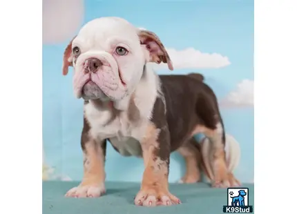 a english bulldog dog standing on a blue surface