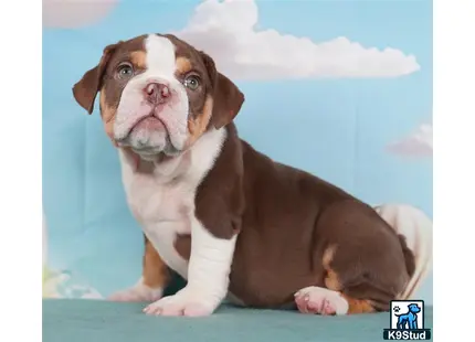 a english bulldog dog sitting on a bed