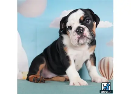 a english bulldog dog sitting on a bed