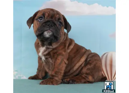 a brown english bulldog dog with a white background