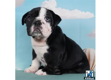 a english bulldog dog with a cartoon face