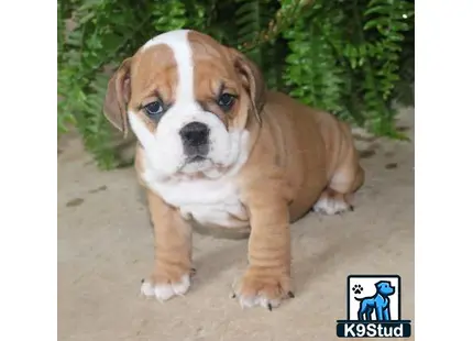 a english bulldog dog standing on a sidewalk