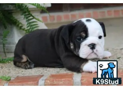 a english bulldog dog lying on a brick surface