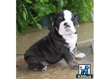 a english bulldog dog sitting on the ground