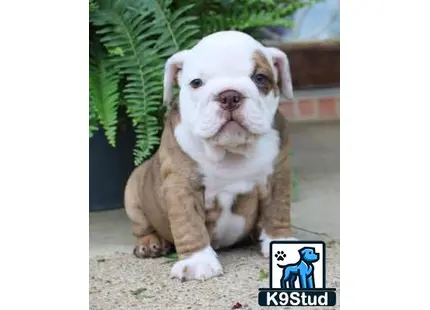 a english bulldog dog sitting on the ground