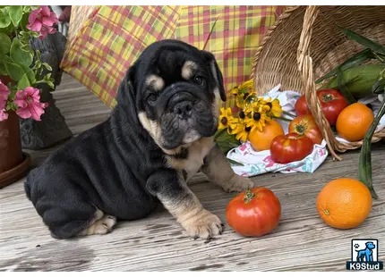 a english bulldog dog sitting on a couch with pumpkins and flowers