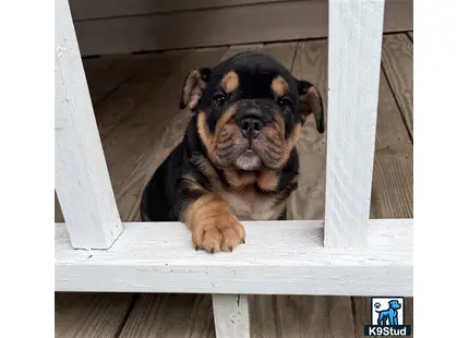 a english bulldog dog sitting on a wooden bench