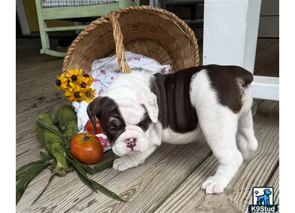 a couple of english bulldog dogs in a basket