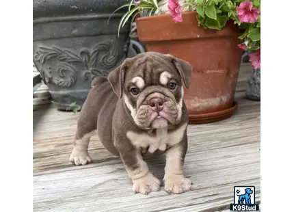 a small english bulldog dog sitting on a wood floor