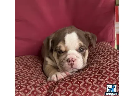 a english bulldog dog lying on a couch
