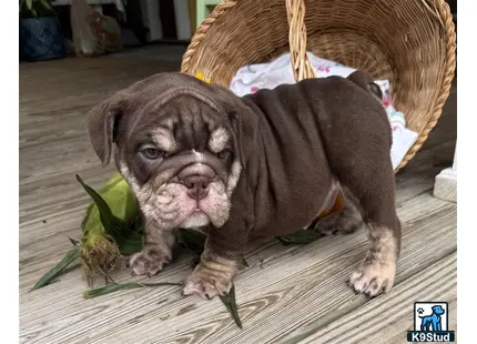 a english bulldog puppy lying on a wood surface