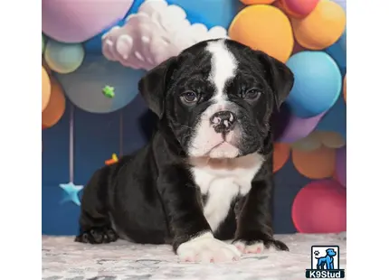 a english bulldog dog sitting on the floor