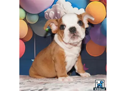 a english bulldog dog sitting on a table with balloons in the background