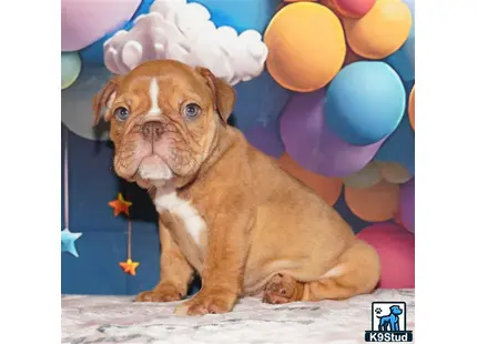 a english bulldog dog wearing a hat