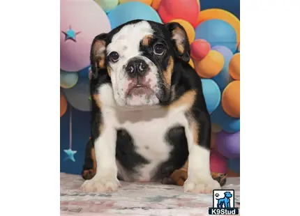 a english bulldog dog sitting on a carpet