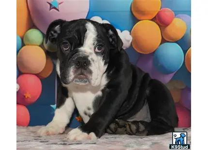 a english bulldog dog sitting in front of balloons