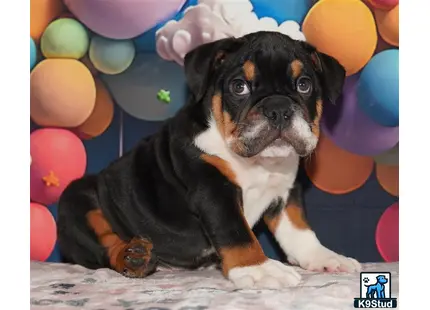 a english bulldog dog sitting in a pile of balloons