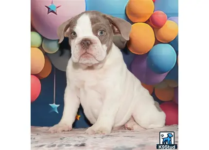 a english bulldog dog sitting in front of balloons