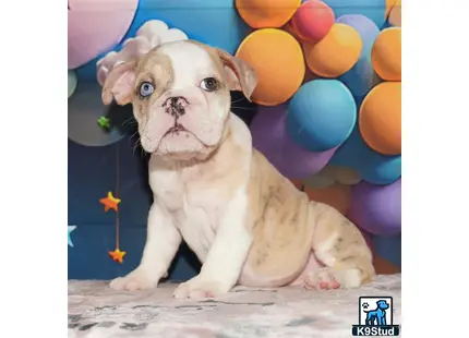 a english bulldog dog with balloons around it