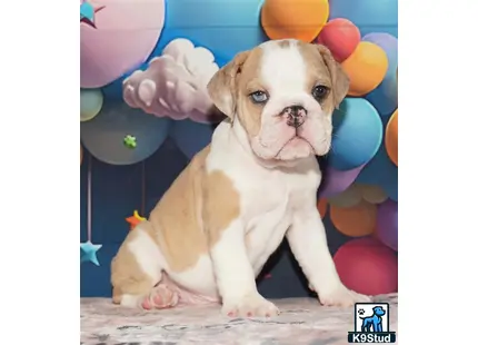 a english bulldog dog with balloons around it