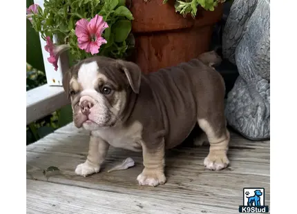 a english bulldog puppy sitting on a wood deck