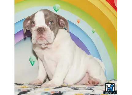 a english bulldog dog with a rainbow background