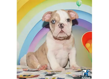 a small english bulldog puppy sitting