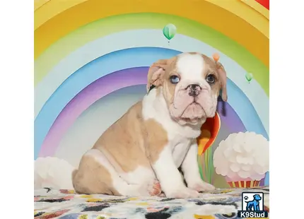 a english bulldog dog sitting on a table