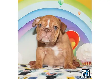 a english bulldog dog sitting on a bed