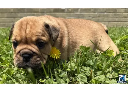 a english bulldog dog lying in grass