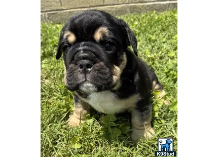 a english bulldog puppy standing in grass