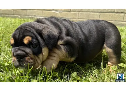 a english bulldog puppy lying in grass