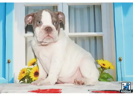 a english bulldog dog sitting on a table