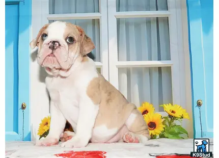 a english bulldog dog sitting on a table