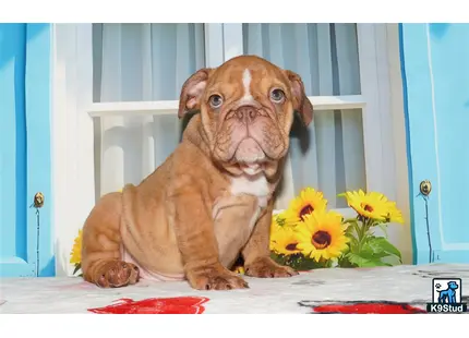 a english bulldog dog sitting on a table with flowers