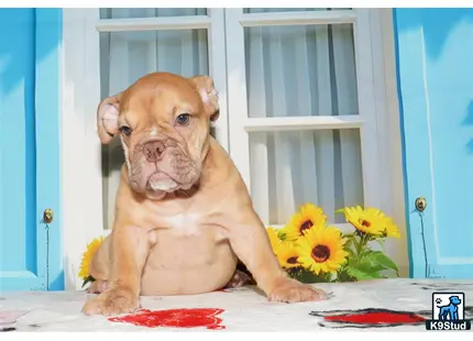 a english bulldog dog sitting on a table