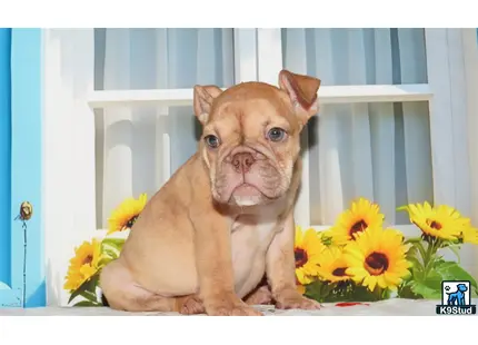 a english bulldog dog sitting on a ledge with yellow flowers