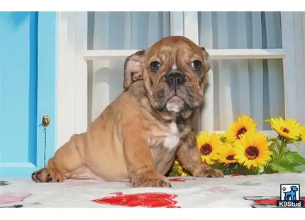 a english bulldog dog sitting on a table