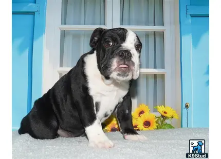 a english bulldog dog sitting on a stone surface